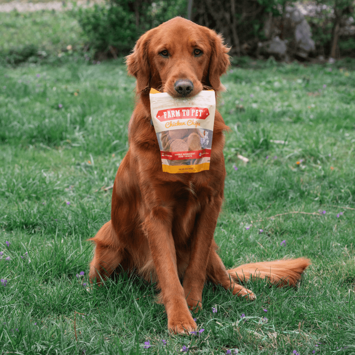 All - Natural Chicken Chips for Pets - Alpha Tails
