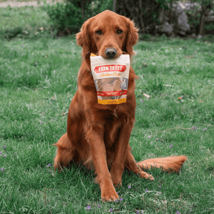 All - Natural Chicken Chips for Pets - Alpha Tails
