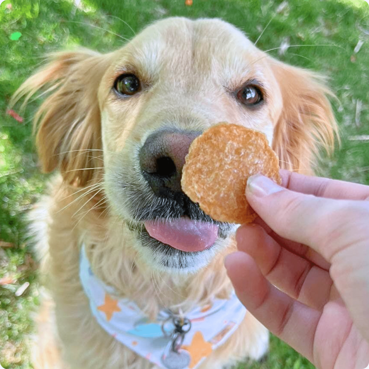 All - Natural Chicken Chips for Pets - Alpha Tails
