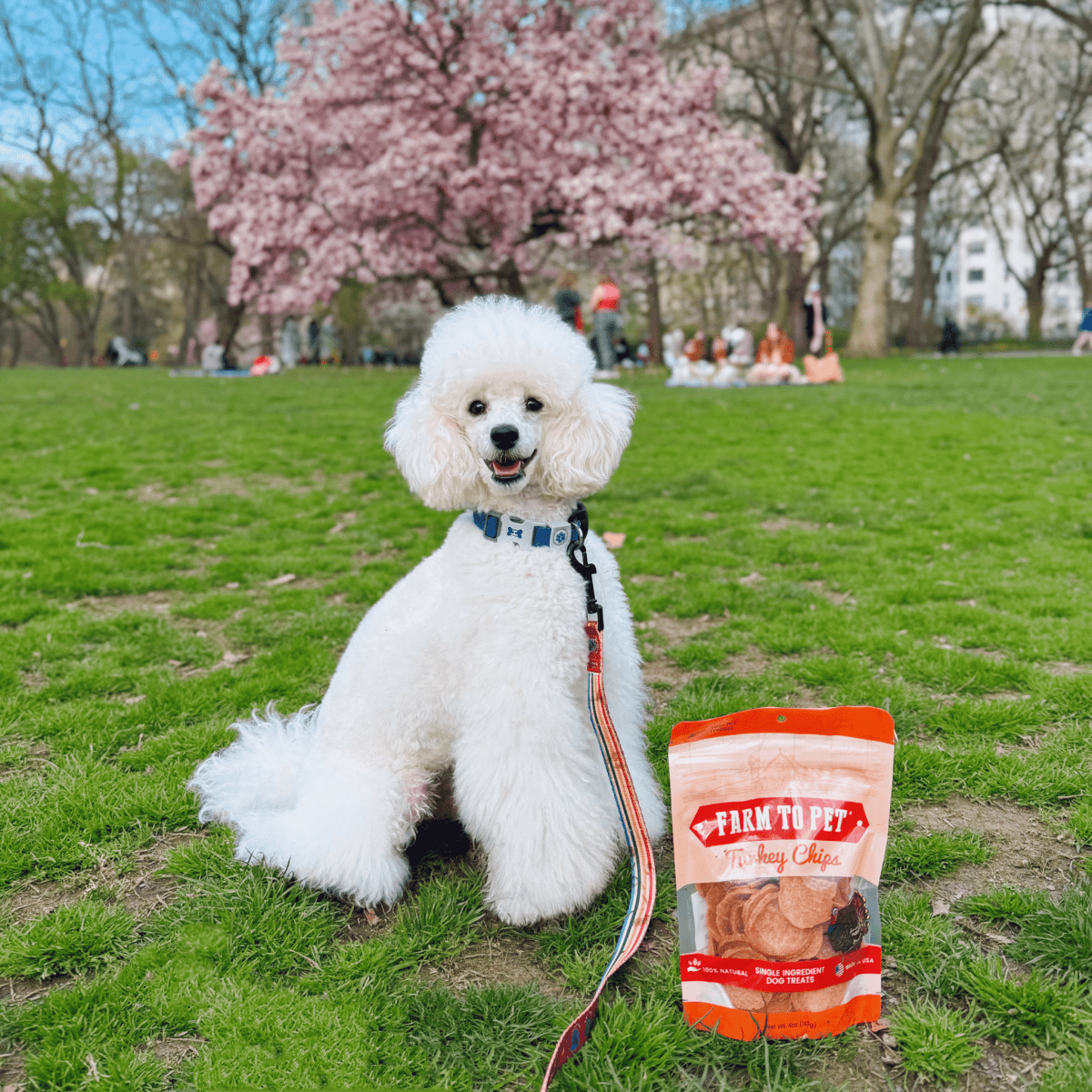 All Natural Turkey Chips for Pets - Alpha Tails