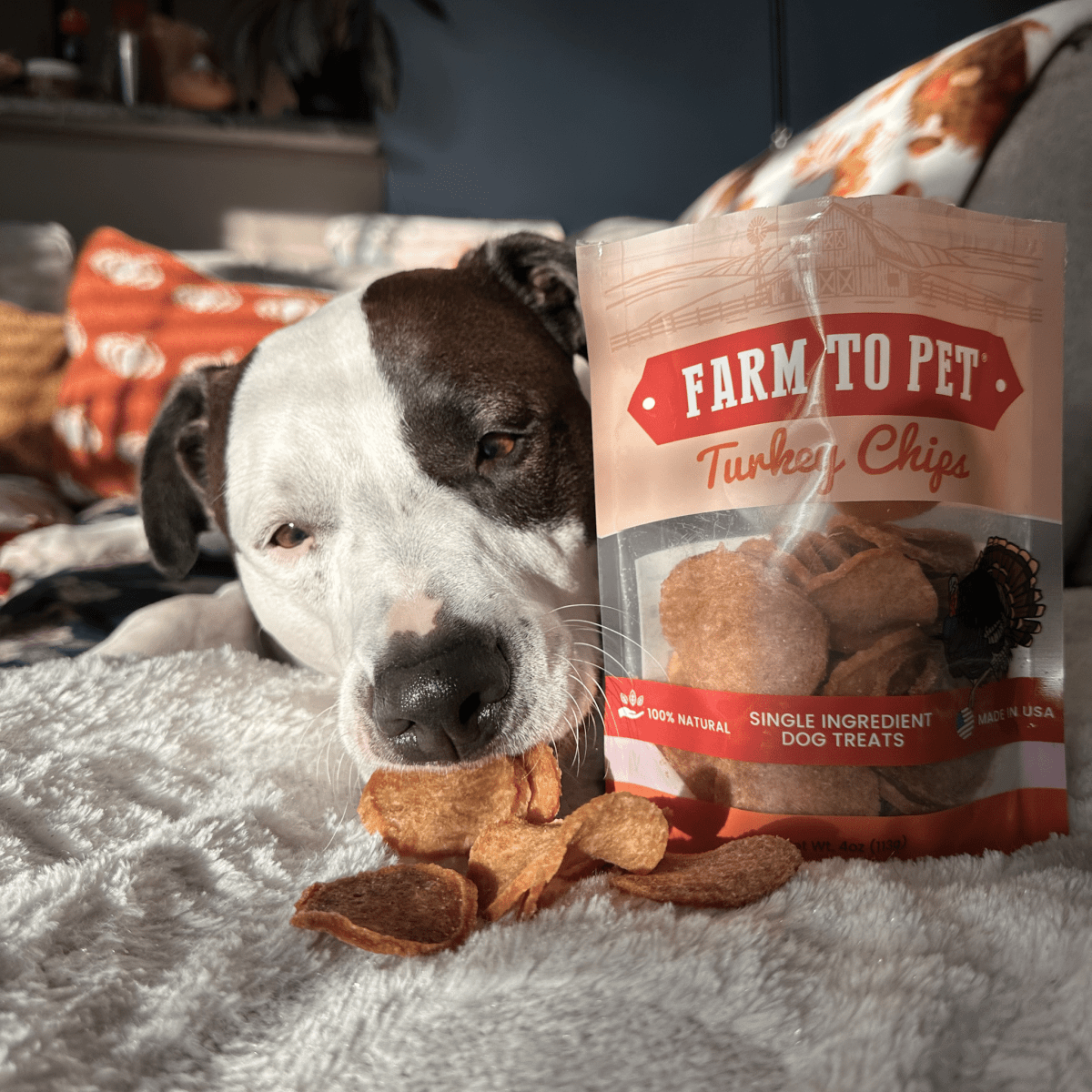 All Natural Turkey Chips for Pets - Alpha Tails
