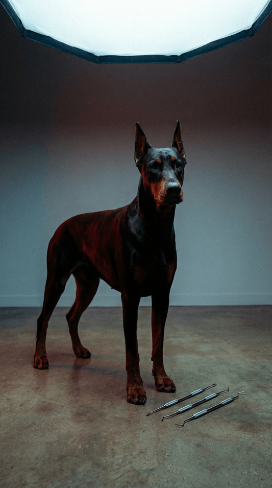 Pet Dog Tooth Cleaner Set - Alpha Tails
