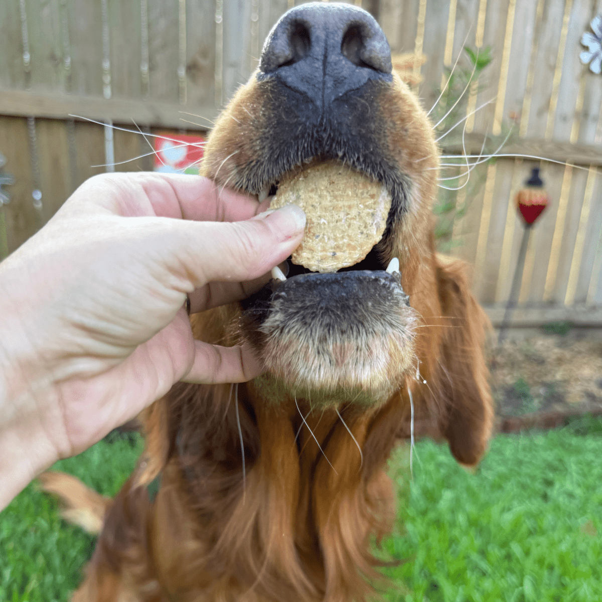 Wild - Caught Fish Chips For Pets - Alpha Tails